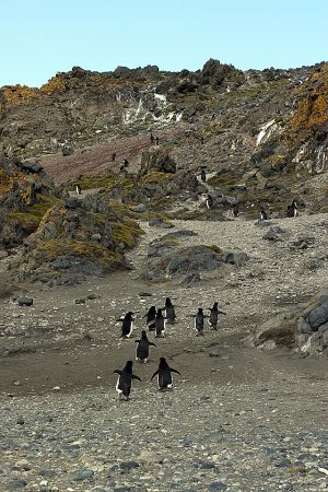 Arctowski station, Antarctica 067.jpg